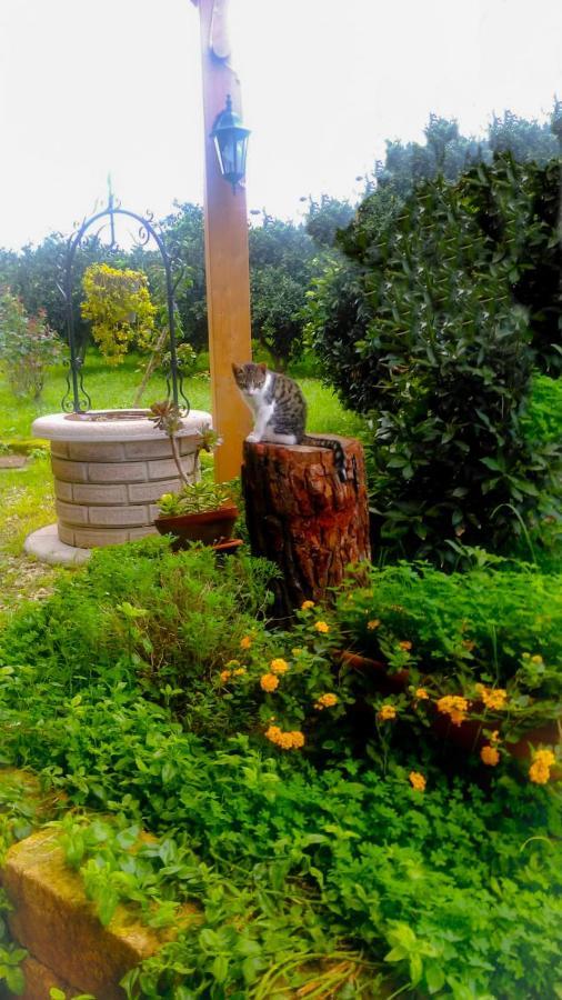 Il Giardino Del Sole Villa Agnone Bagni Bagian luar foto