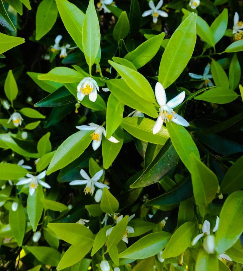 Il Giardino Del Sole Villa Agnone Bagni Bagian luar foto