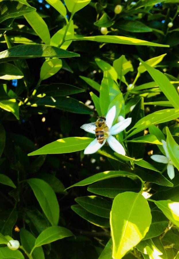 Il Giardino Del Sole Villa Agnone Bagni Bagian luar foto