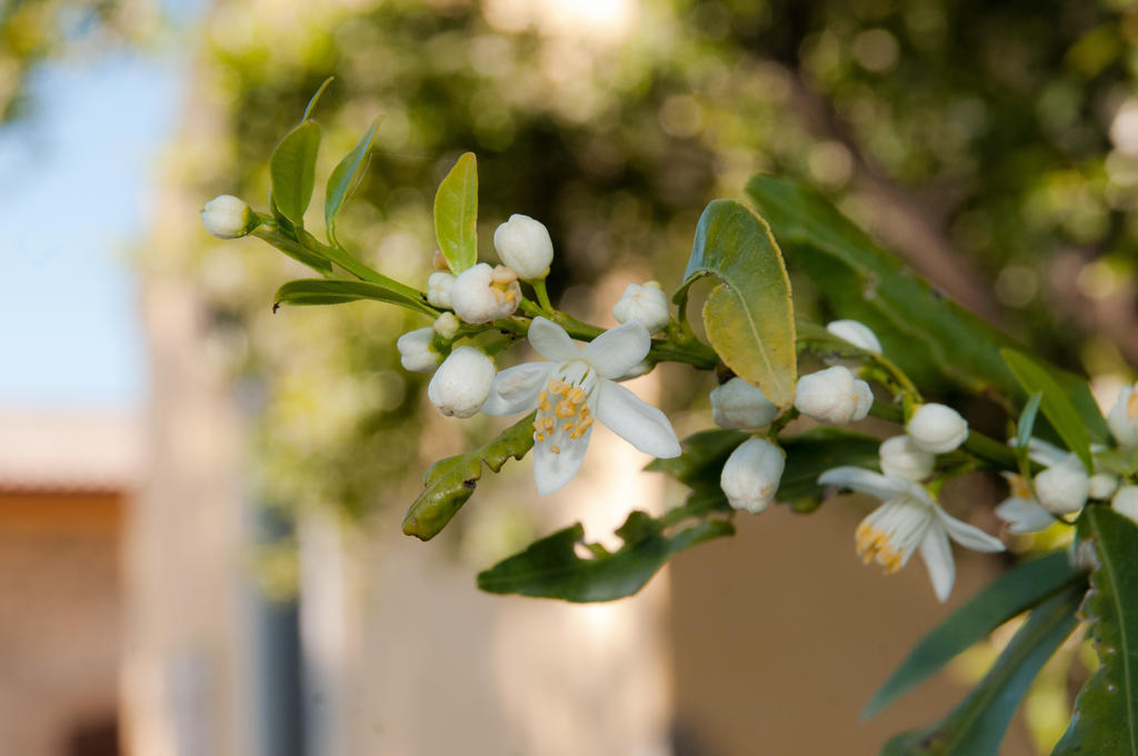 Il Giardino Del Sole Villa Agnone Bagni Bagian luar foto